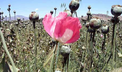 Afghanistan's opium producers believe they are victims of a biological attack by the United States. (Photo by Reuters)